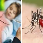 Dengue In india