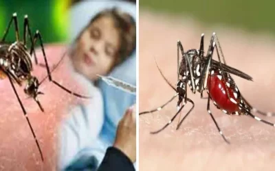 Dengue In india