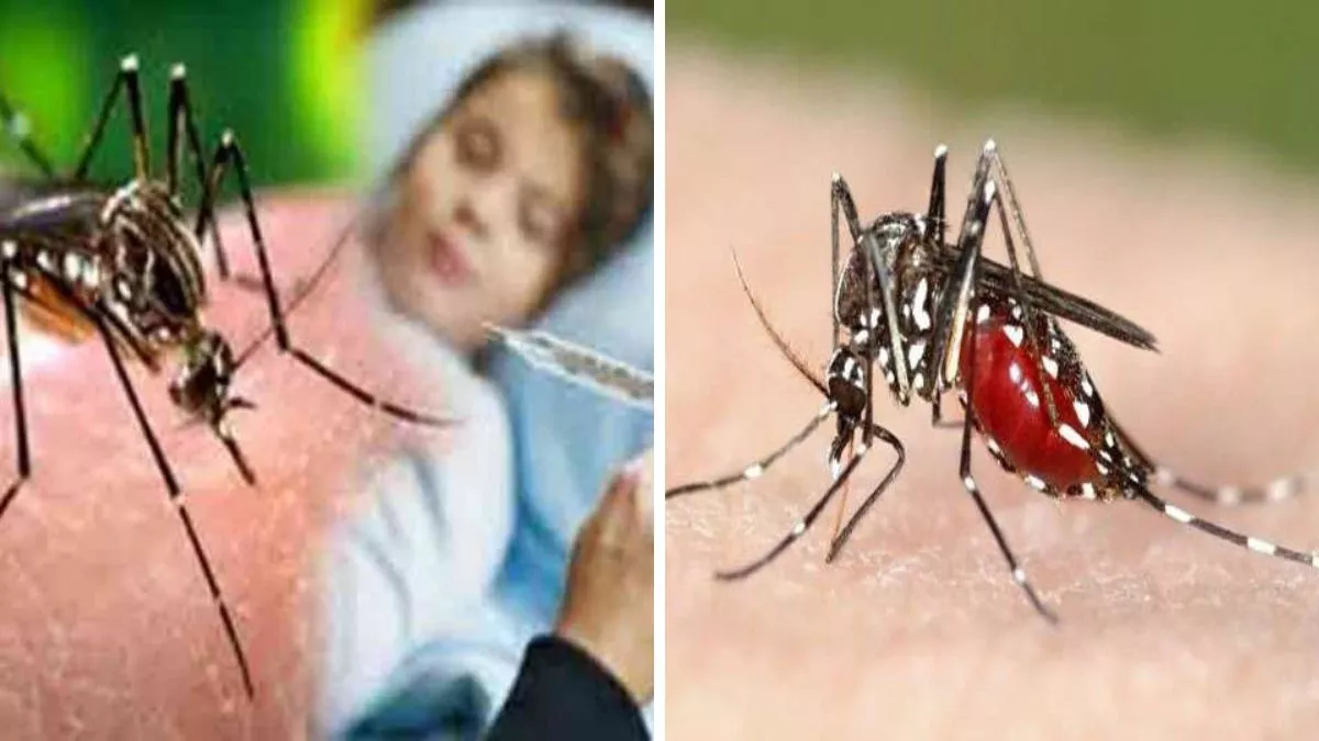 Dengue In india