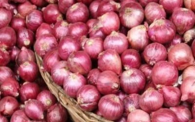 Onion Price Rise