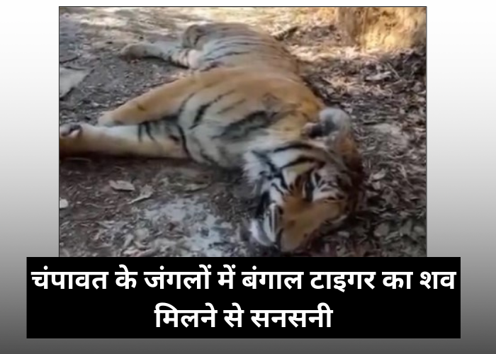 Bangal Tiger