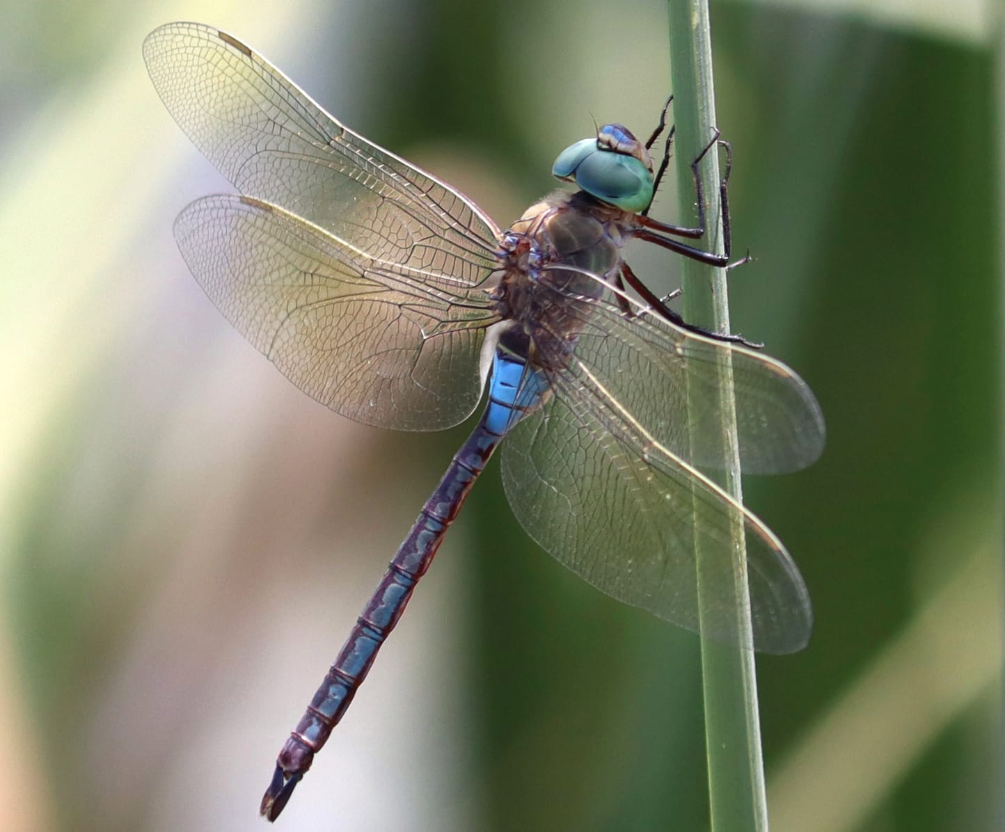 dragonfly species