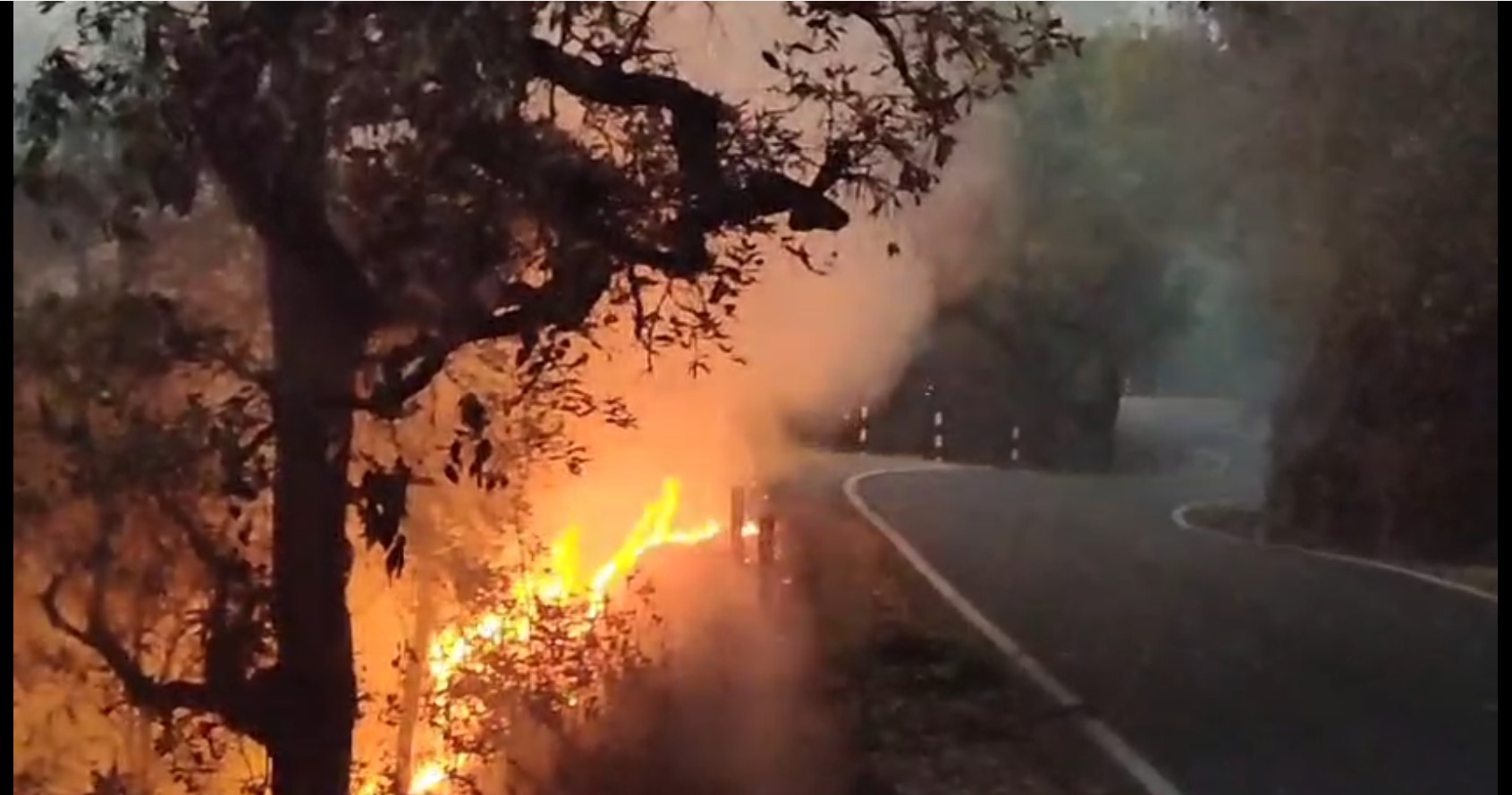 forest fire