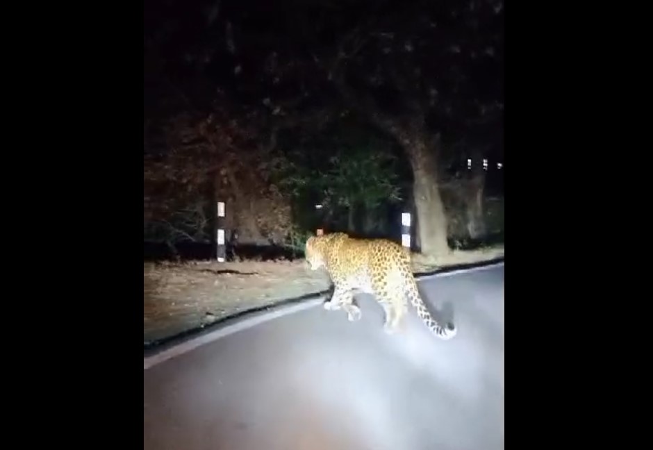 leopard