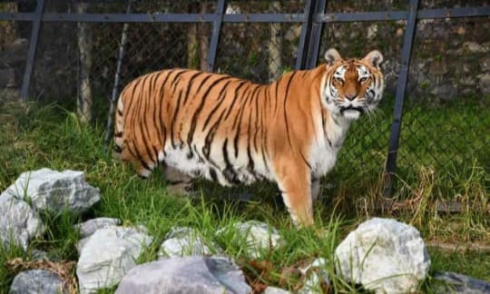 Nainital Zoo