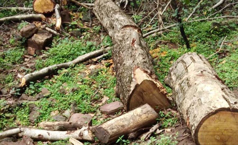 cutting trees