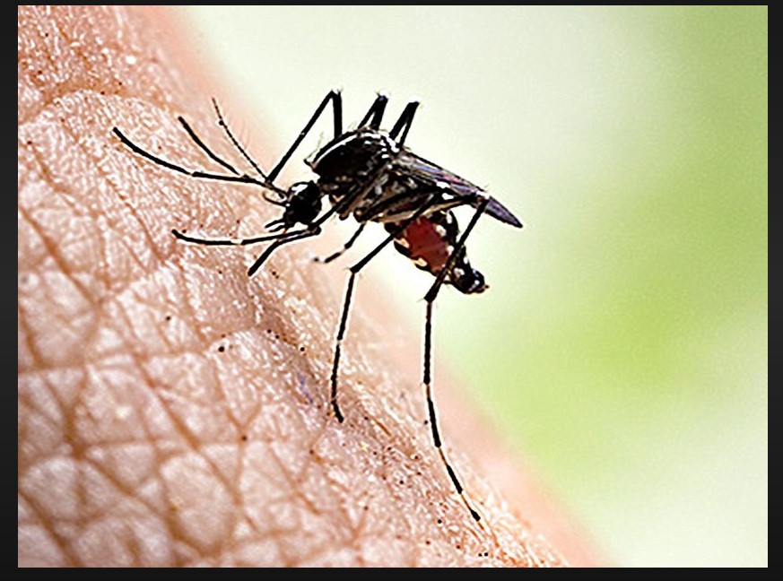 dengue