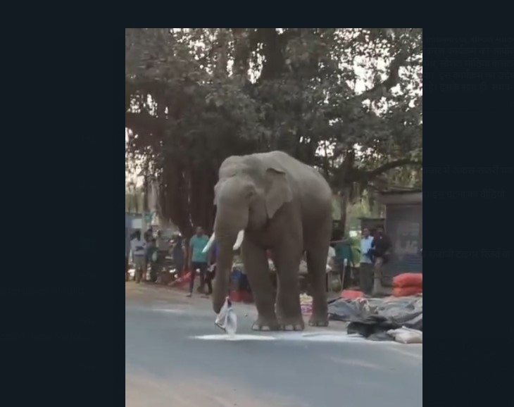 wild elephant