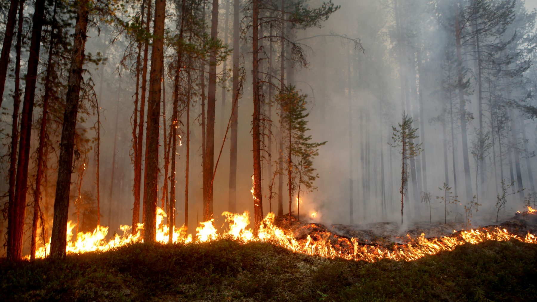 forest fire