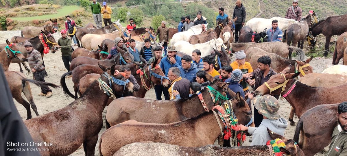 Horses