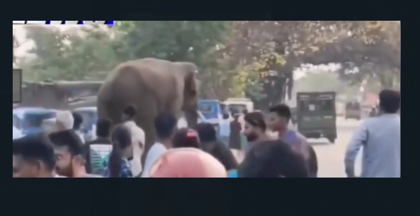 wild elephant