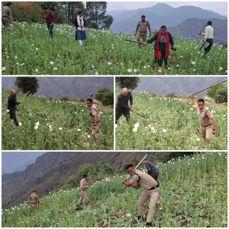 illegal opium