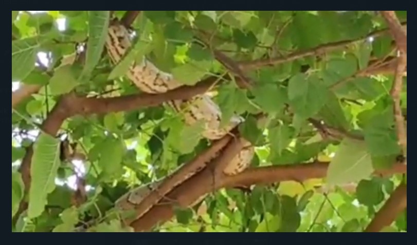 python