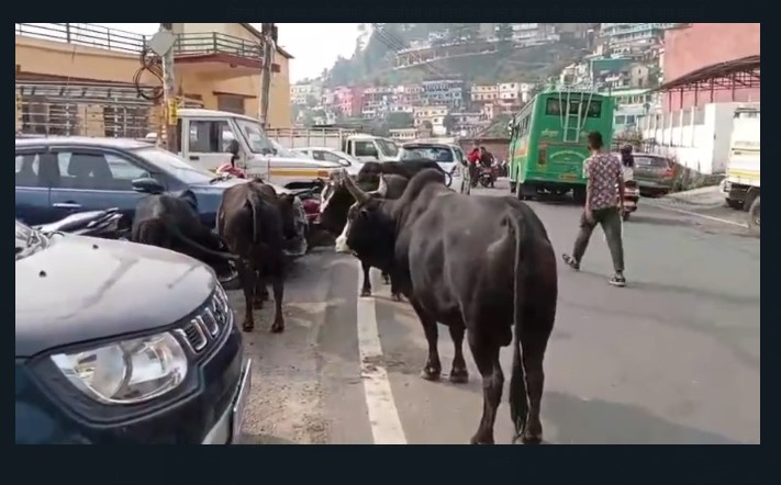 cattle