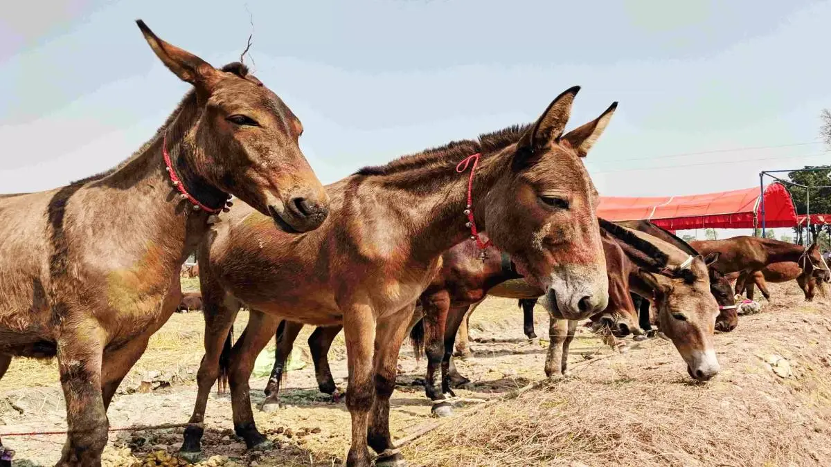 horse