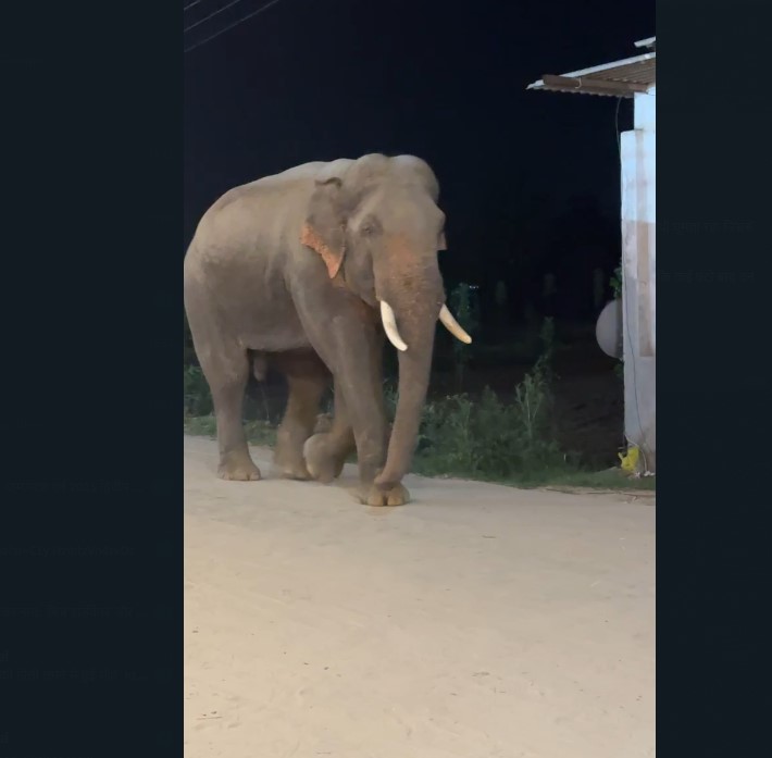 Wild elephant