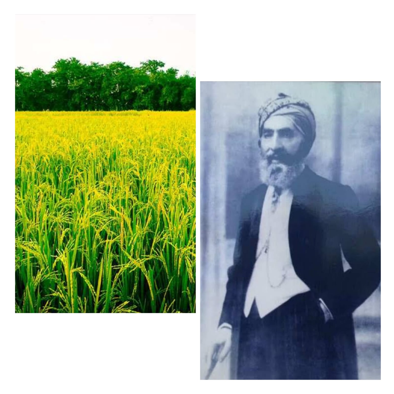 Dehradun Basmati