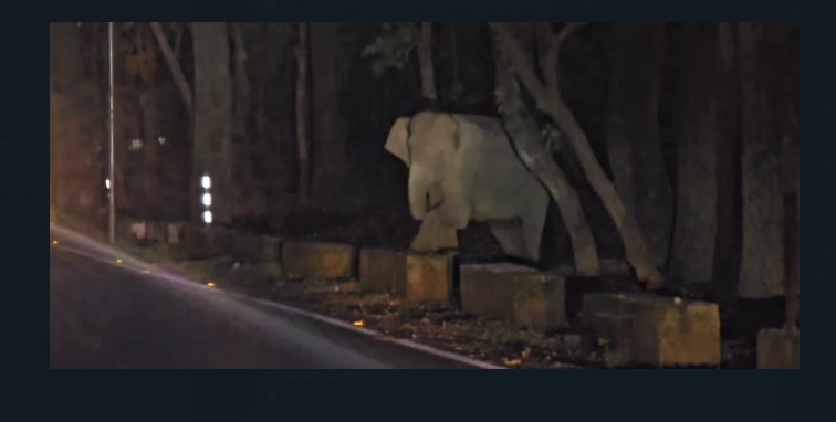 elephants