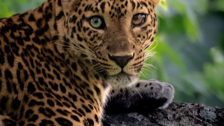 leopard